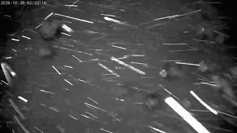 Snowing now at Bear Valley