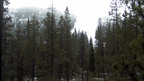Hoodoo Manzanita Chair webcam